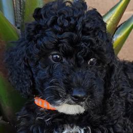 Ms Potato Head - Black female Goldendoodle puppy in Peoria,  Az, Arizona from Not Just "Golden" Doodles