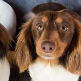 Dachshunds from Dobbins Dachshunds