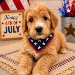 Ted Bear - Apricot male Goldendoodle puppy in Rocky Point, North Carolina from CelticDoods