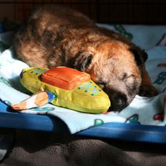 Belgian Laekenois Puppies from Sweetwater Belgian Laekenois