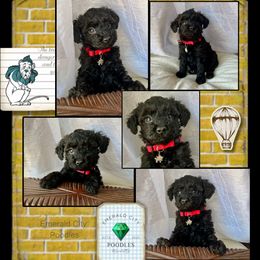 Poodle Puppies from Emerald City Poodles & Doodles