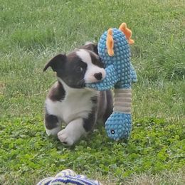 Cardigan Welsh Corgi and Labrador Retriever Puppies from LynnDee's Kennel