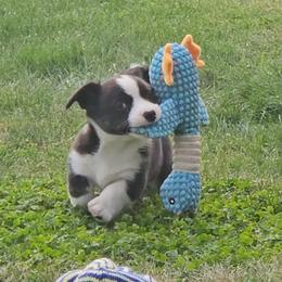 Cardigan Welsh Corgi and Labrador Retriever Puppies from LynnDee's Kennel