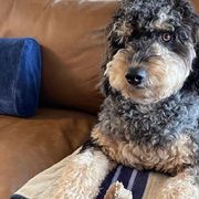 Bordoodles and Poodles from Poo's Doo's & Inu's