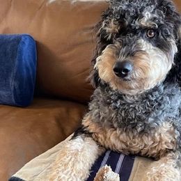 Bordoodles and Poodles from Poo's Doo's & Inu's