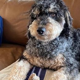 Bordoodles and Poodles from Poo's Doo's & Inu's