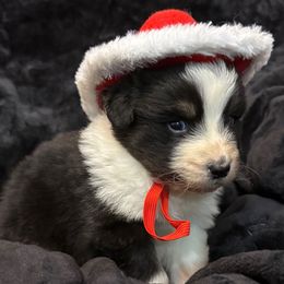Lester - Black tri-color male Australian Shepherd puppy in Grove, Oklahoma from Dollface Aussies