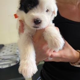 S. Pelligrino - Gray and white male Old English Sheepdog puppy in Bristol, Indiana from Ridgeruns OES