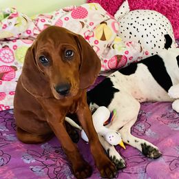 Redbone Coonhound Puppies from Shannon Family Redbone Coonhounds