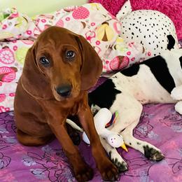 Redbone Coonhound Puppies from Shannon Family Redbone Coonhounds