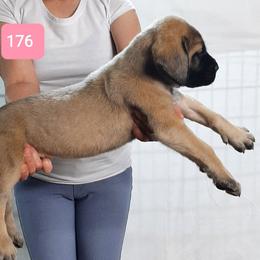AKC PUP 176 - Fawn female Mastiff puppy in Ava, Missouri from Ozark Mountain Mastiffs