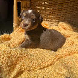 Dandelion - Red tri female Miniature Australian Shepherd puppy in Ellendale, North Dakota from Ark Acres Kennels