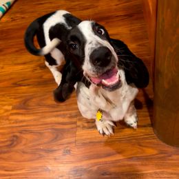 Bluey - Basset Hound