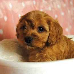 Australian Shepherd, Cavalier King Charles Spaniel, and Cavapoo Puppies from Dogwood & Sassafras Companions