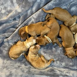 Australian Labradoodle Puppies from Kippy’s Farm Australian Labradoodles