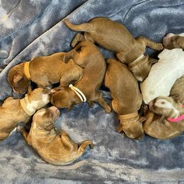 Australian Labradoodle Puppies from Kippy’s Farm Australian Labradoodles