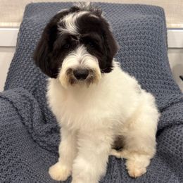 Nels - Black and white male Sheepadoodle puppy in Watford City, North Dakota from Smith Acres Doodles