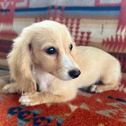 LAYLA READY NOW - Cream female Dachshund puppy in Okeechobee, Florida from HotShot Kennels