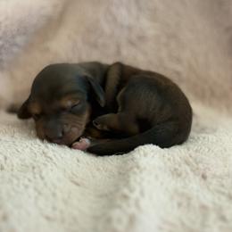 Brownie - male Dachshund puppy in Vancouver, Washington from Cascade Minis