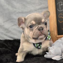 Bulldog and French Bulldog Puppies from Raise The Woof Bulldogs