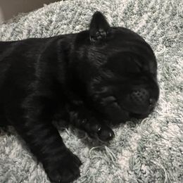 Boy 2 - Black male Labrador Retriever puppy in Woodbury, Connecticut from A Dog’s Life Farm