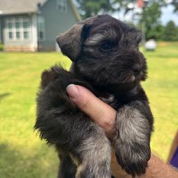 Liver tan female - Liver female Miniature Schnauzer puppy in Boaz, Alabama from Sweet Home Schnauzers