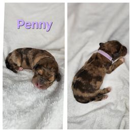 Penny - Merle-sable female Saint Berdoodle puppy in Battle Ground, Washington from Mad Hatter Farms Saint Berdoodles