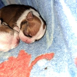 Boston Terrier Puppies from M&Bs Boston Terriers