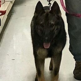 German Shepherds from T'S SHEPHERDS