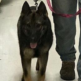 German Shepherds from T'S SHEPHERDS