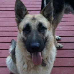 Gina - German Shepherd
