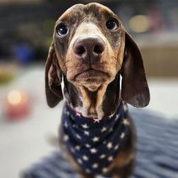 Bear - Dachshund