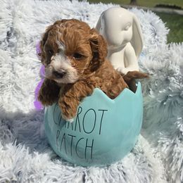 Candi - Red Cockapoo puppy in Lebanon, Kentucky from Mosaic Merle Doodles