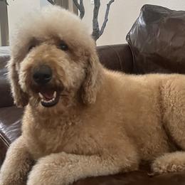 Goldendoodles from Kelly Branson