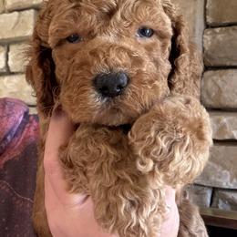 Ben - Red male Cockapoo puppy in Connersville, Indiana from MoonShine Babies