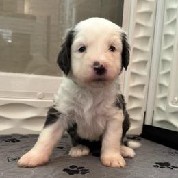 COOKIE - Gray and white female Sheepadoodle puppy in Riverside, California from Downtown Doodles & Frenchies