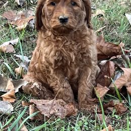Goldendoodle and Labradoodle Puppies from Blessing Labradoodles, Goldendoodles, standard and mini’s