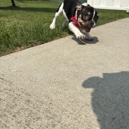 French Bulldog Puppies from Luvia Anderson