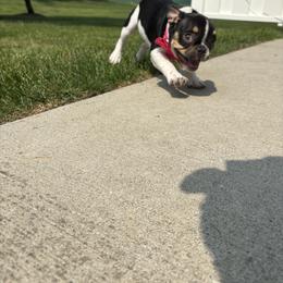 French Bulldog Puppies from Luvia Anderson