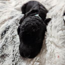 Blue - Black male Poodle puppy in Spartanburg, South Carolina from Taya's Pups