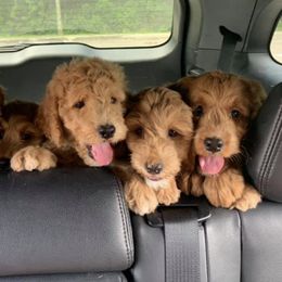 Labradoodles from Miss Molly Doodles