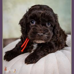 Lydia - Brown female Cockapoo puppy in Connersville, Indiana from Deaz Doodle Ranch