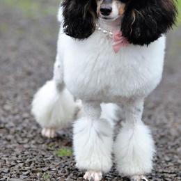 Olive - Poodle
