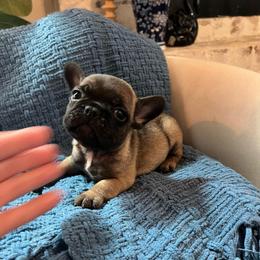 Billy Jean - Fawn female French Bulldog puppy in New Waverly, Texas from C.P. Puppy Buddies