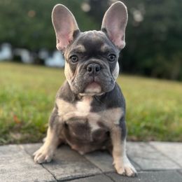 Ozzy - Tricolors male French Bulldog puppy in Salisbury, Maryland from 77 Frenchies Maryland
