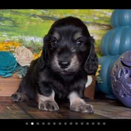 Merlin - Black and cream male Dachshund puppy in Floresville, Texas from Muddy River Dachshunds