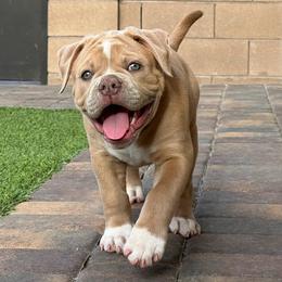 American Bulldogs from Sirline Bulldogs