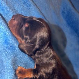 Party - Black and tan male Dachshund puppy in Albuquerque, New Mexico from Designer Dachshund Club
