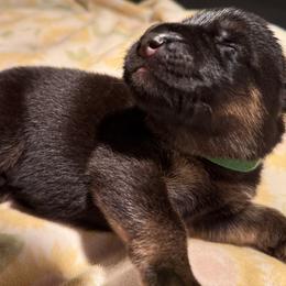Wilhelm - Black and red male German Shepherd puppy in Yorkville, Illinois from Vom Archbold Haus World Class German Shepherds