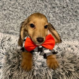 Bennett AKC ask about discount - Cream male Dachshund puppy in Magnolia, Texas from J&R Macias Dachshunds